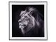 Fotografia Lion, szkło czarno-białe pt